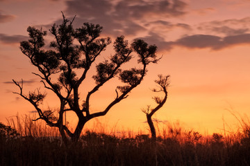 Sunset and Tree in Australian Outback (Northern Territory)