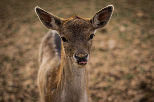 Capriolo