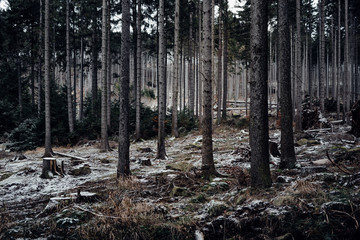Dunkle Nadelwälder im Nationalpark harz