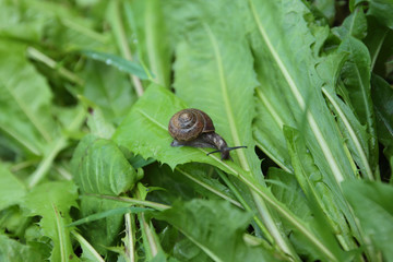 Snail in the grass
