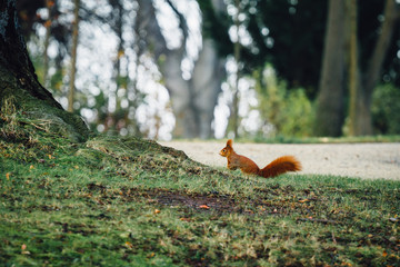 Rotes Eichhörnchen auf einer Wiese im Park