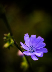 Fototapeta premium Fiore lilla