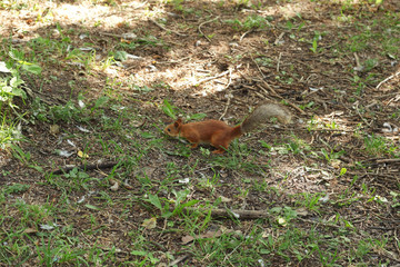 Cute little squirrel