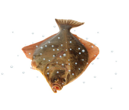big fish flounder