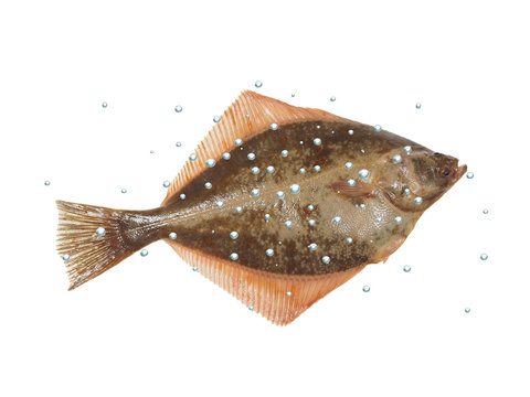 big fish flounder