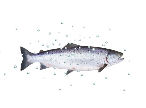 big fish salmon