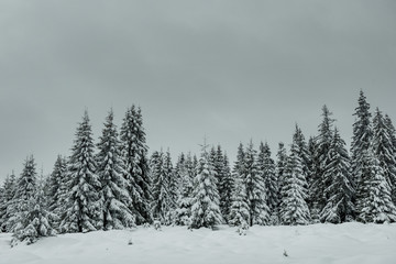 Fototapeta premium Trees covered with hoarfrost and snow