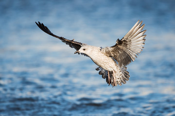 Herring Gull, Sea  Gull, Larus argentatus