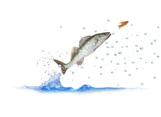 Fototapeta premium jumping out for fish zander
