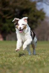 Australian Shepherd