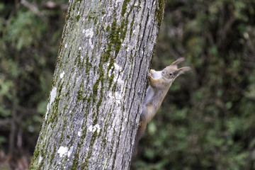 Eichhörnchen