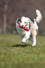 Australian Shepherd