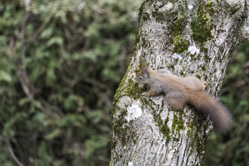 Eichhörnchen