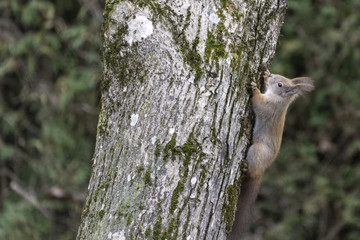 Eichhörnchen