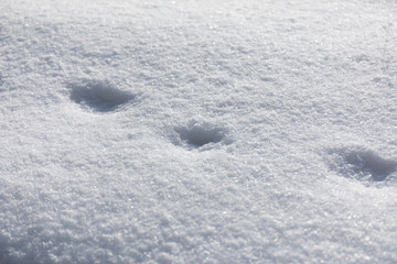 新雪に足跡