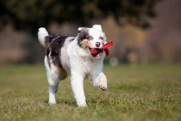 Australian Shepherd