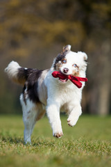 Australian Shepherd