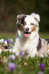 Australian Shepherd Frühling