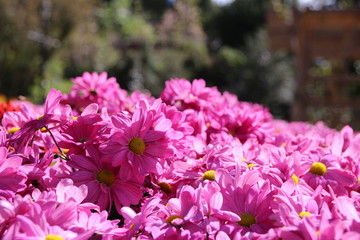 Fototapeta premium Chrysanthemum