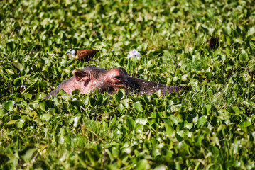 Obraz premium Hippo on Lake Naivasha, Kenya