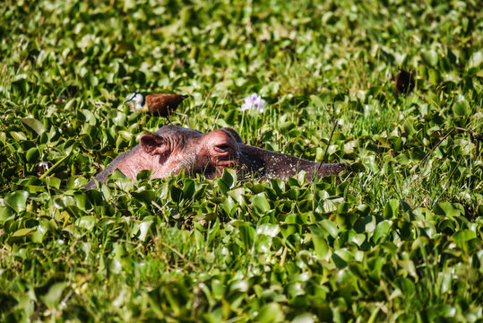 Hippo on Lake Naivasha, Kenya