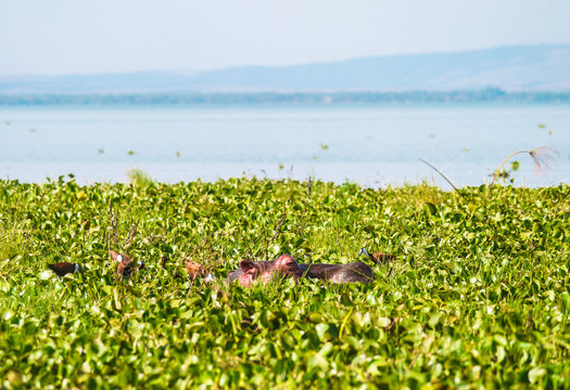Hippo on Lake Naviasha, Kenya