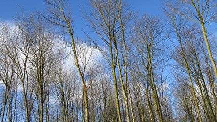 Bare Trees During Winter With a Blue Sky