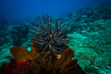 Coral garden