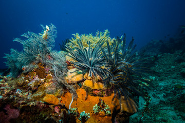 Coral garden