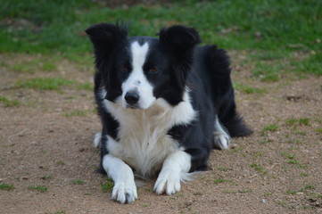 border collie