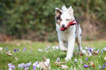 Australian Shepherd 