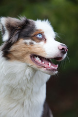 Australian Shepherd