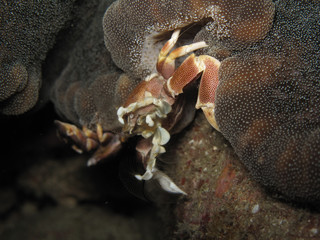 Porcelain crab sitting in an anemone (Neopetrolisthes maculatus)