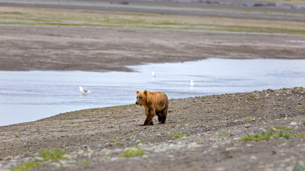 Grizzlybär am Ufer