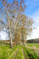 Trees by the road through grass field, green spring landscape with blue sky