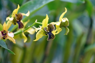 Oncidium 'Sweet Sugar'