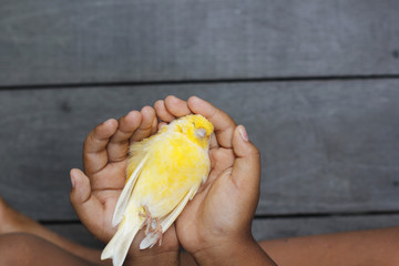 Dead bird on hand.health and medicare impotency concept.symbol of malfuctioned man genital