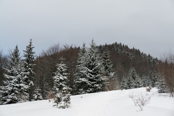 Nature under the snow during winter. Slovakia