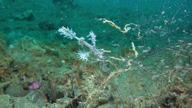 The ornate ghost pipefish or harlequin ghost pipefish eatting food, Solenostomus paradoxus, is a false pipefish of the family Solenostomus. Ghost Pipefishes are related to pipefishes and seahorses.