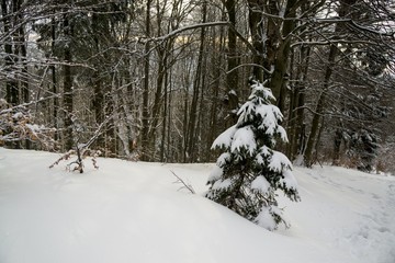 Nature under the snow during winter. Slovakia