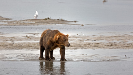 Grizzlybär am Ufer