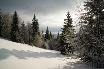 Nature under the snow during winter. Slovakia