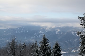 Nature under the snow during winter. Slovakia