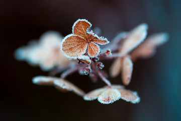Frozen leaves