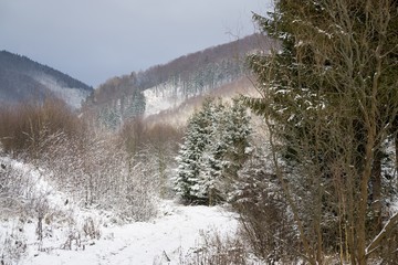 Nature under the snow during winter. Slovakia
