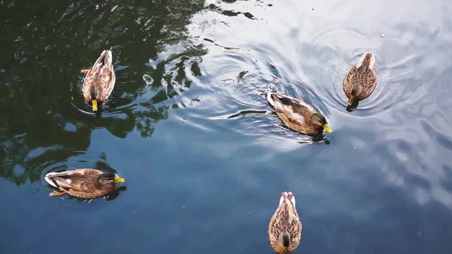 Duck at the Tsarskoye Selo park. Saint Petersburg.
