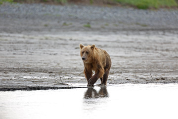 Grizzlybär am Ufer