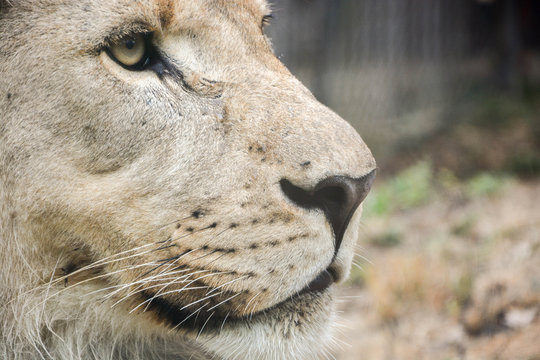Lion / Lionne