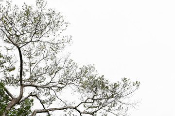 Tree branches isolated on the white background.
