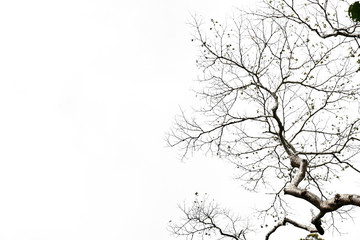 Fototapeta premium Tree branches isolated on the white background.